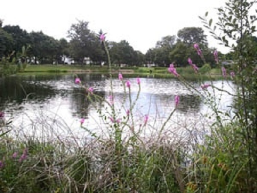 POND POND